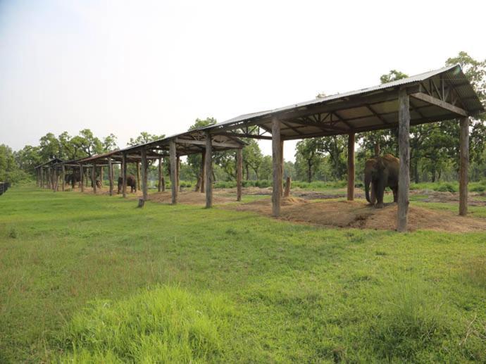 Hotel Royal Safari Sauraha Exteriér fotografie